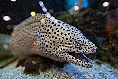 《逃离塔科夫》负责人回应外挂泛滥  玩家不买账